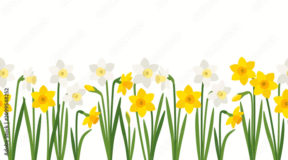 Fototapeta premium Seamless border of blooming yellow and white daffodil flowers with green stems on white background