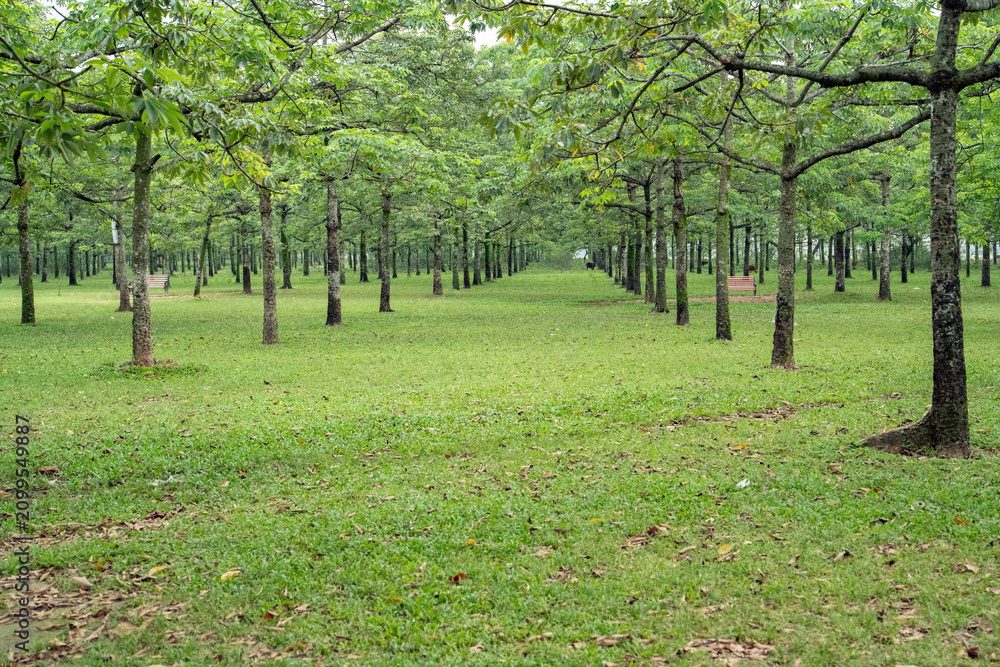 Obraz premium A serene and lush green park with rows of evenly planted trees, creating a peaceful woodland atmosphere with wooden benches scattered throughout