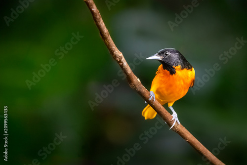 Fotografia Baltimore oriole (Icterus galbula) perched on a branch in the tropical rainforest of Costa Rica