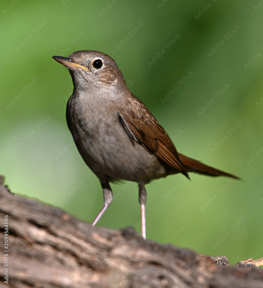 Obraz premium a beautiful nightingale bird perched in freedom