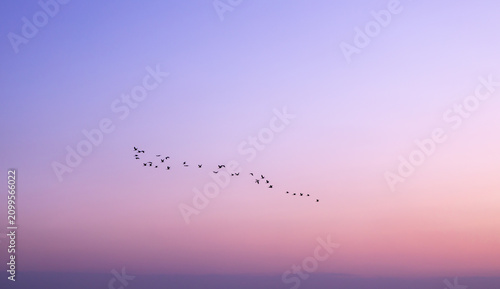 Silhouette of birds flying in formation against a beautiful twilight purple and orange gradient sky
