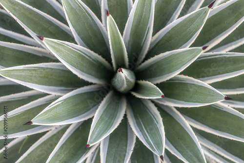 natural textures, botanical background.