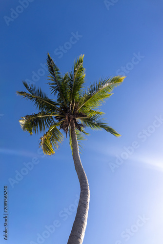 Majestic single tropical palm tree reaching into a clear vibrant blue sky, travel