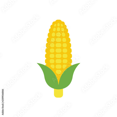 Isolated ripe ear of corn with yellow kernels and green husks, simple flat icon for harvest and food concepts