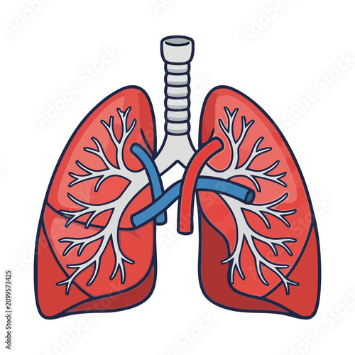 Human lungs respiratory system anatomy vector illustration