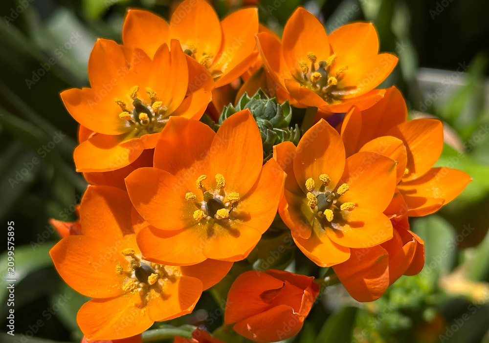 Fototapeta premium Star-of-Bethlehem or Ornithogalum (lat. - Ornithogalum dubium)