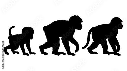 Photography Silhouettes of Evolutionary Progress from Monkey to Human.