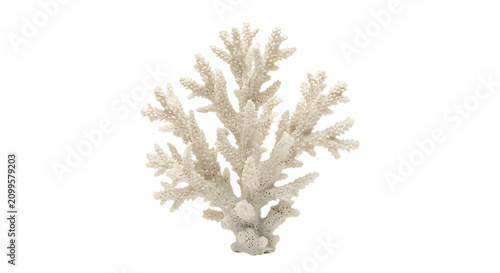 Obraz na plátne Detailed white coral branch isolated on black background