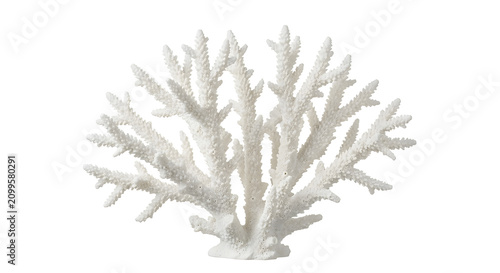 Fotografie Elegant white coral formation isolated on black background