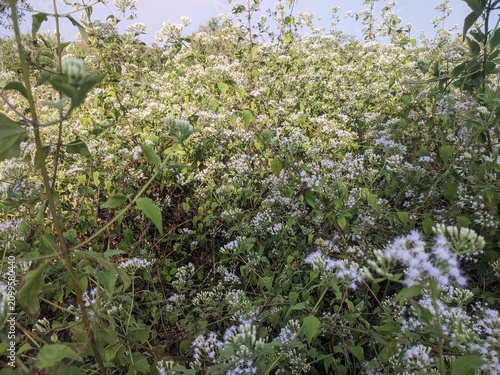 Foto flowering Chromolaena odorata plant in the fields