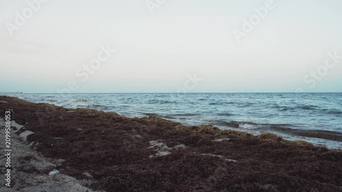 sargassum seaweed on Florida beach