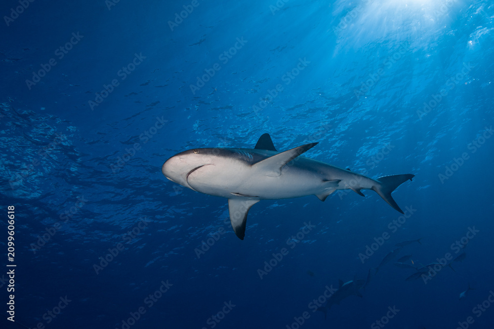 Obraz premium Caribbean reef shark swimming upward against sun rays illuminating the ocean surface