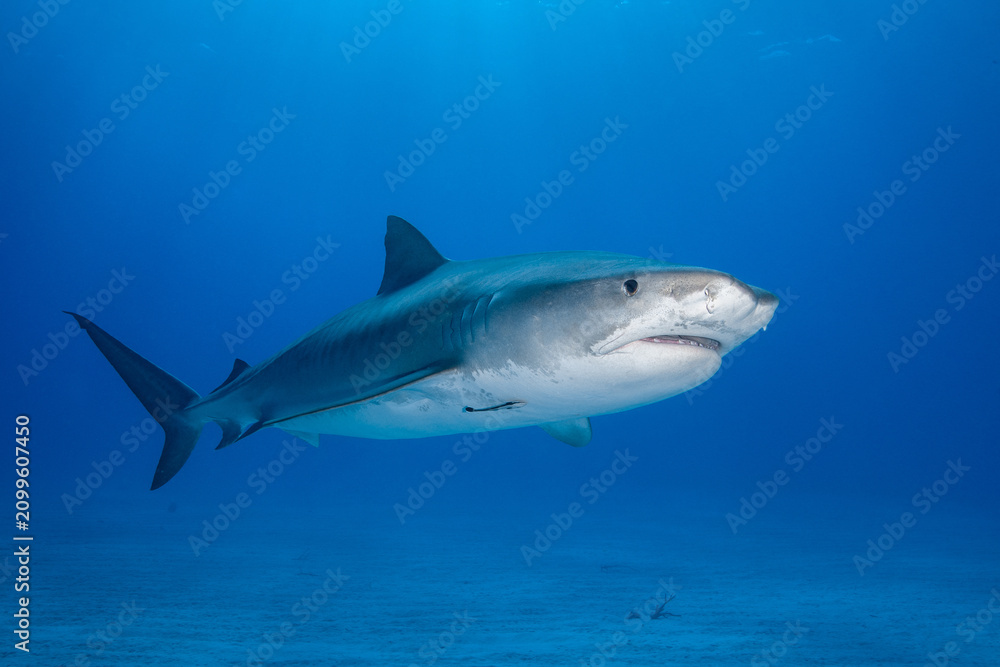 Obraz premium Tiger shark cruising past a shallow sandy seabed in clear blue water