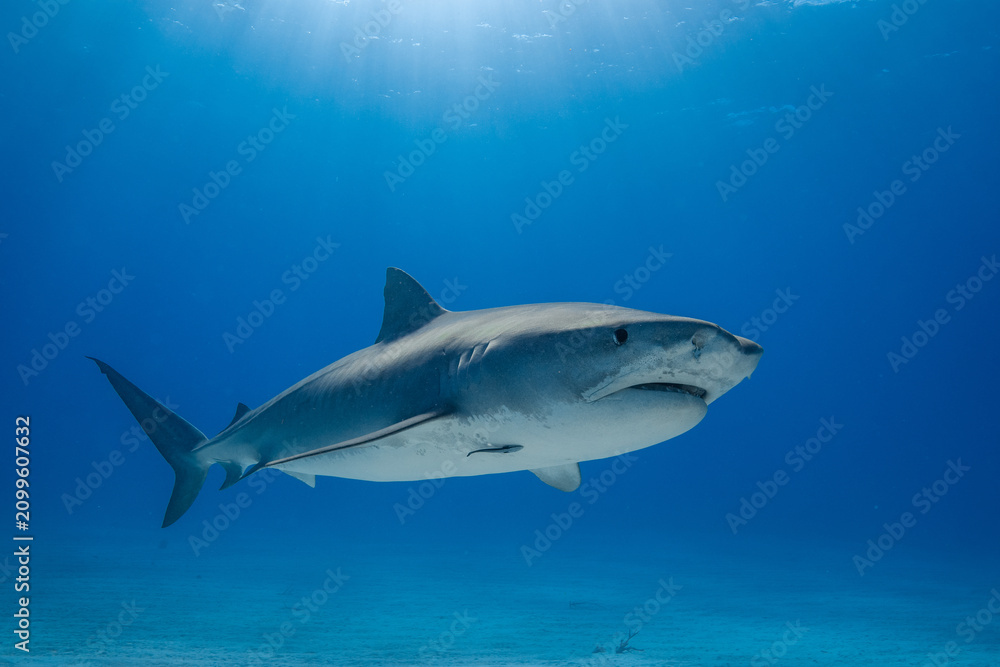 Obraz premium Tiger shark cruising past a shallow sandy seabed under a sunburst