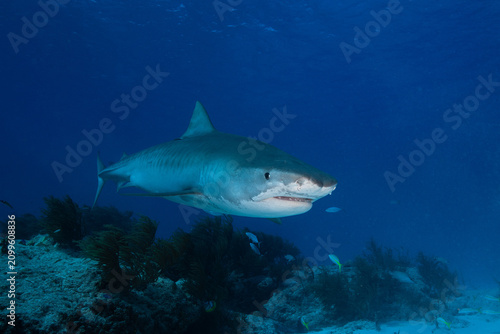 Tiger shark swimming head-on above a dark coral reef mound