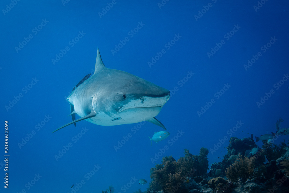 Obraz premium Tiger shark swimming head-on above a coral reef ridge with a background fish