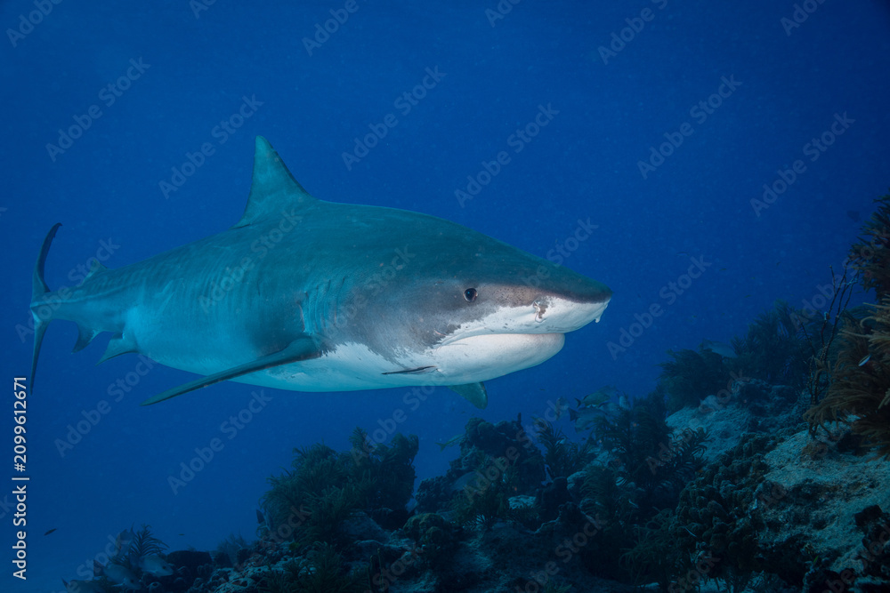 Fototapeta premium Tiger shark swimming past a dark rocky reef ledge