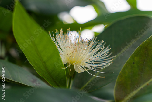 Billede på lærred Delicate white flower with feathery stamens blooms softly