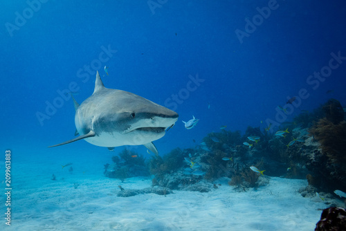 Tiger shark swimming head-on over a sandy reef floor next to coral mounds