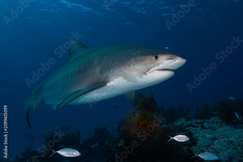 Tiger shark cruising past passing small reef fish over a coral reef