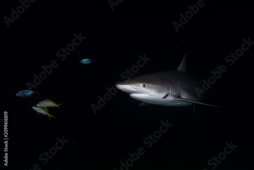 Foto Caribbean reef shark swimming out of pitch black water near a few fish