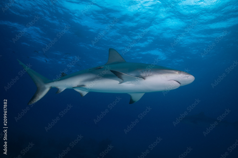 Obraz premium Caribbean reef shark swimming out of pitch black water near a few fish