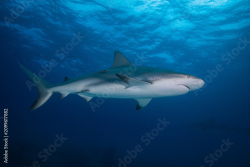 Quadro su tela Caribbean reef shark swimming out of pitch black water near a few fish