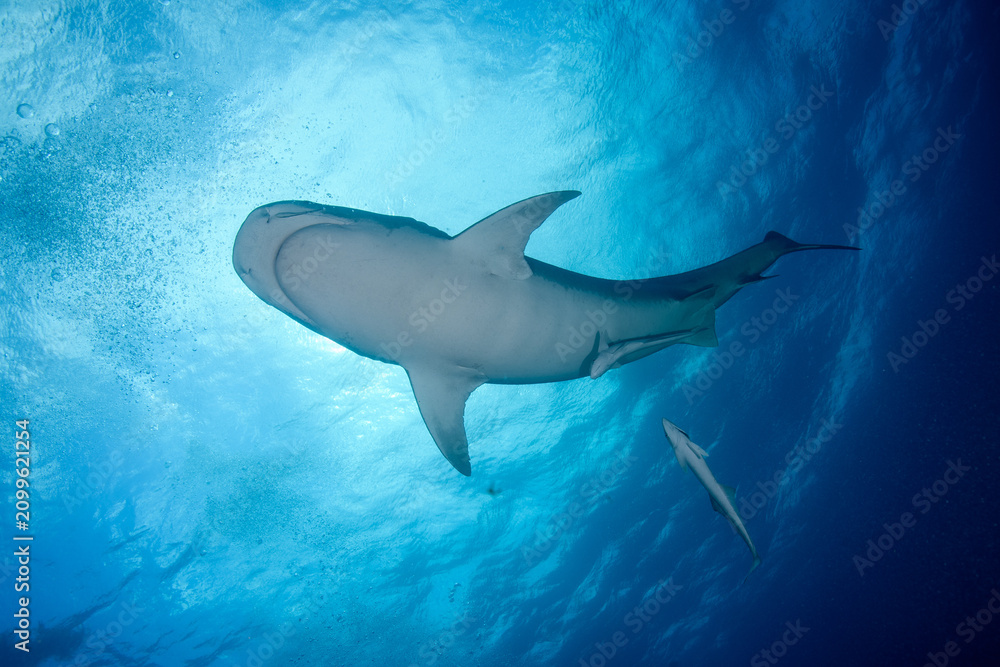 Obraz premium Underside silhouette of a tiger shark swimming directly beneath a bright rippling ocean surface