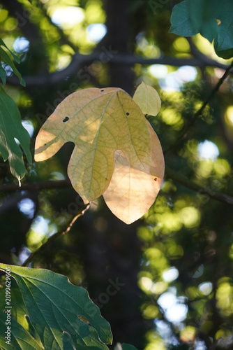 Park foliage and pathways in Kissena Park