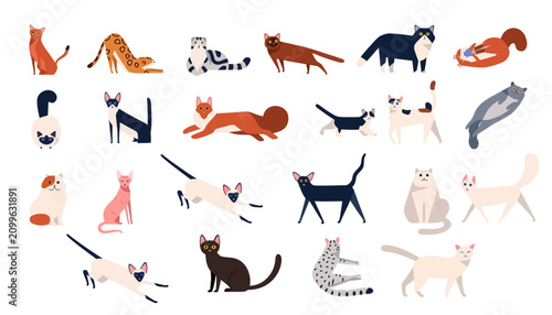 Bild auf Leinwand Cats of different breeds and colors are arranged in a decorative pattern on a clean white background