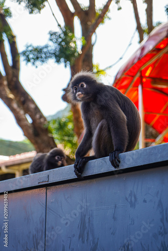 Canvas Print Dusky langur monkey sitting on a ledge with another monkey in the blurry backgro
