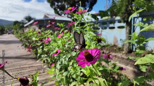 butterfly flying on pink flower in slow motion 