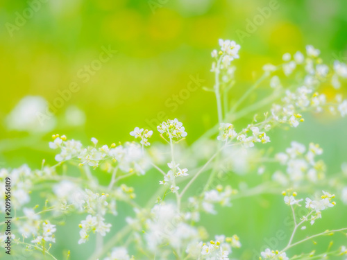 Fotografía 庭の中で目をひく小花の群生。初夏の花壇を彩るクランべ・コーディフォリアのある風景。爽やかな新緑の背景。自然風景素材。