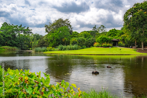 シンガポール植物園 ブラックスワンが優雅に泳ぐエコ・レイクの美しい湖畔風景