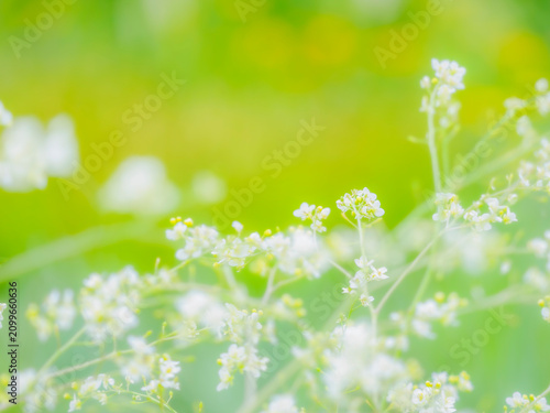 Foto 庭の中で目をひく小花の群生。初夏の花壇を彩るクランべ・コーディフォリアのある風景。爽やかな新緑の背景。自然風景素材。
