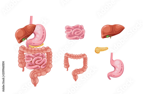Human Digestive System Organs Cartoon Set