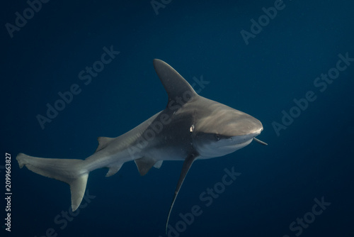 Sandbar shark