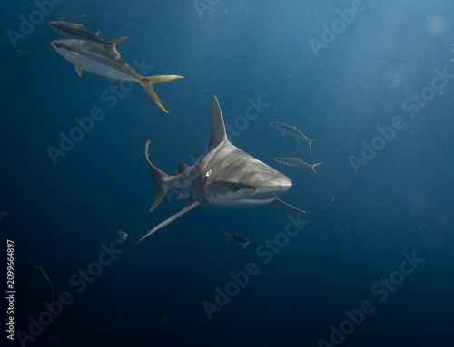 Sandbar shark 