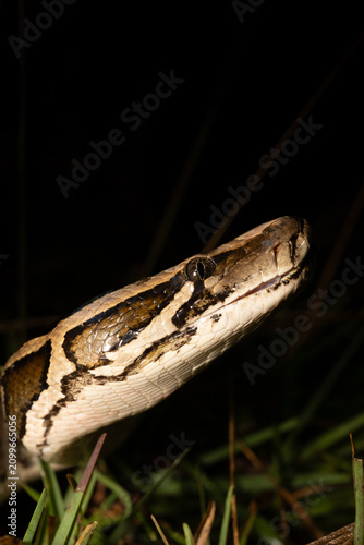 Burmese python looking up