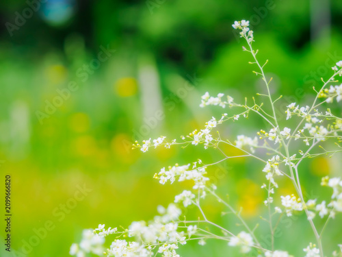 Tableau sur toile 庭の中で目をひく小花の群生。初夏の花壇を彩るクランべ・コーディフォリアのある風景。爽やかな新緑の背景。自然風景素材。