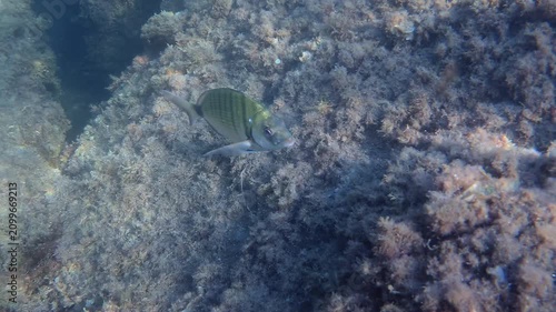 Diplodus sargus fish swimming between underwater seaweed and rocks, exploring marine life in its natural ocean habitat