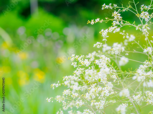 Fotografie 庭の中で目をひく小花の群生。初夏の花壇を彩るクランべ・コーディフォリアのある風景。爽やかな新緑の背景。自然風景素材。