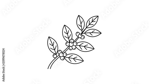 Hand drawn illustration of a coffee branch with leaves and coffee beans.