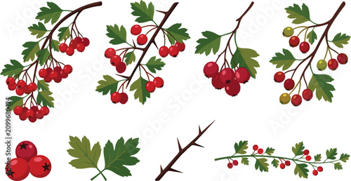 Foto Hawthorn berry branch set featuring red berries green leaves sharp thorns and bo