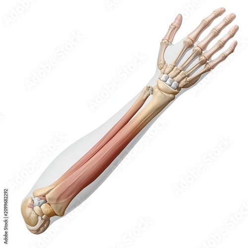 hand anatomy, human hand, hand bones, skeletal hand, wrist anatomy, finger bones,