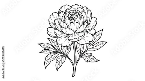 Elegant black and white line art illustration of a blooming peony flower with detailed leaves, isolated on a clean white background, perfect for botanical design, coloring pages, or tattoo art style.