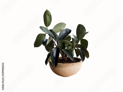 Small Rubber Plant Rustic Planter