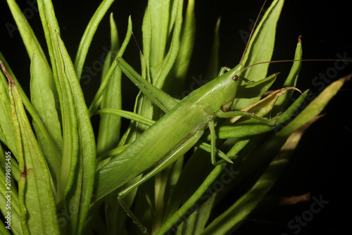 Common Conehead (Neoconocephalus sp) at night, its green color helping it blend into green vegetation. 