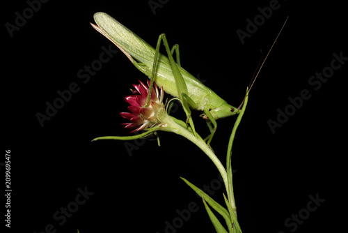 Common Conehead (Neoconocephalus sp),perched on a flower with ites head hanging down.  This large, bright green insect is a type of katydid. 