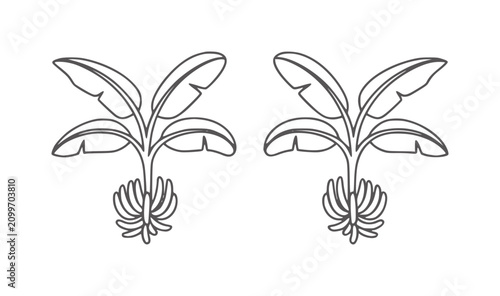 Quadro su tela Two minimalist banana plants with bunches of bananas fruit tropical nature